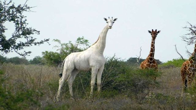 Poachers kill two white giraffes in Kenya and now there is just one in the world
