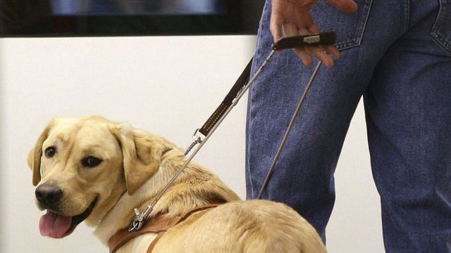 Los perros guía podrán acceder a cualquier espacio abierto al público en todo el país