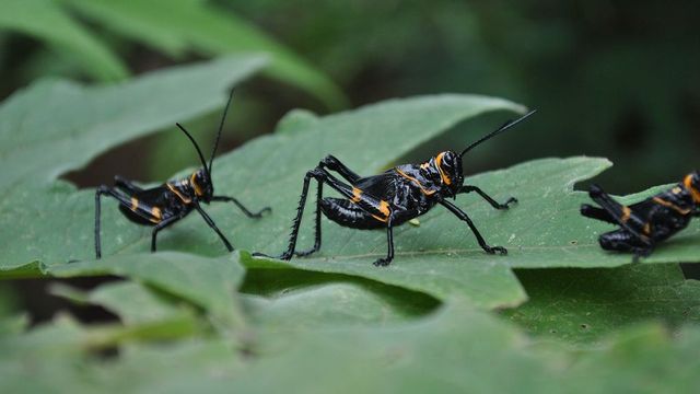 Bude-li hmyzu ubývat dosavadním tempem, za 100 let zmizí, varují vědci