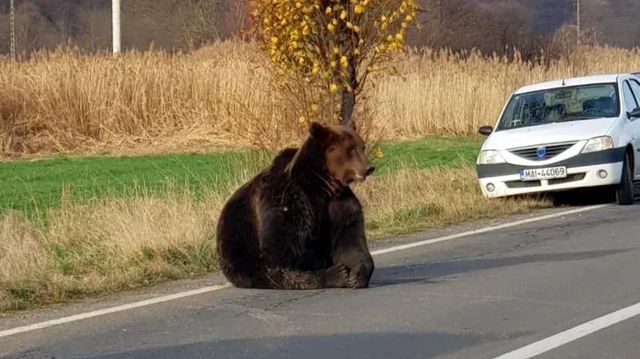 BBC News despre problema urșilor bruni din România