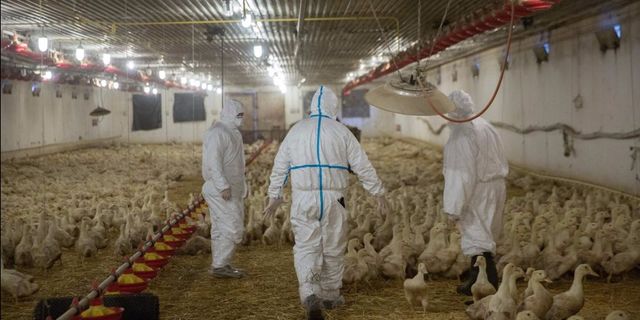Újra Magyarországon a madárinfluenza