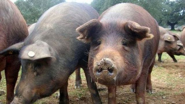La 3 porci domestici din Cahul a fost depistată pesta porcină africană