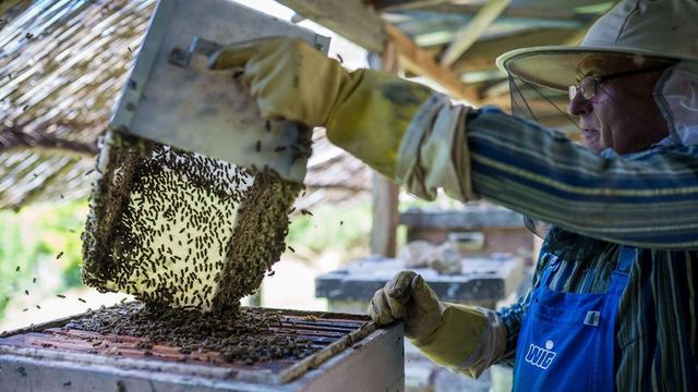Indul a méhészeti ágazat idei támogatási programja