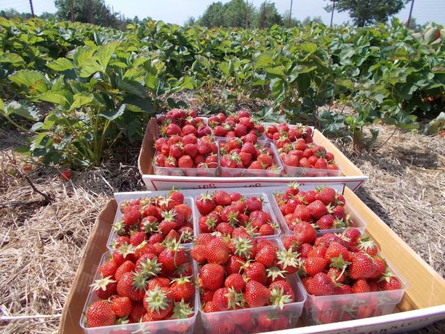 Circa 18 tone de căpșuni din Republica Moldova au fost interzise în Rusia
