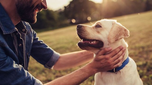 A kutyák segítségével többet tudhatunk meg az emberi elme működéséről