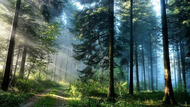 Cea mai mare tăiere ilegală de arbori din România