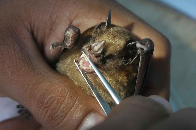 Morsa da un pipistrello italico in Toscana: bimba di 7 anni salvata dal centro antiveleni di Foggia