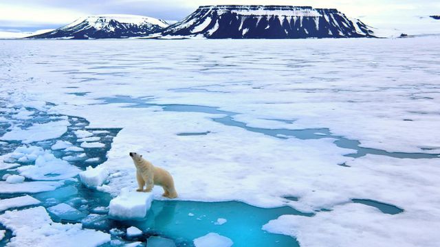 Kevesebb a jég, ezért soványabbak és kevesebb bocsuk születik a jegesmedvéknek a Baffin-öbölben