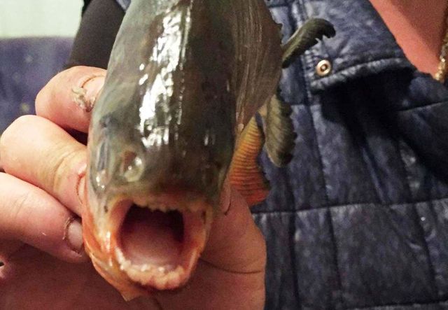 Alertă în Maramureș: pește Piranha, găsit în apele barajului Firiza, din Baia Mare