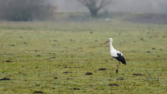 Nem szorulnak emberi segítségre az áttelelő fehér gólyák