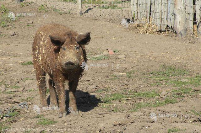 Focar de pestă porcină africană, confirmat într-o gospodărie din Covasna
