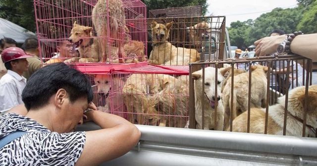 Primul oraș din China care interzice consumul de caini și de pisici