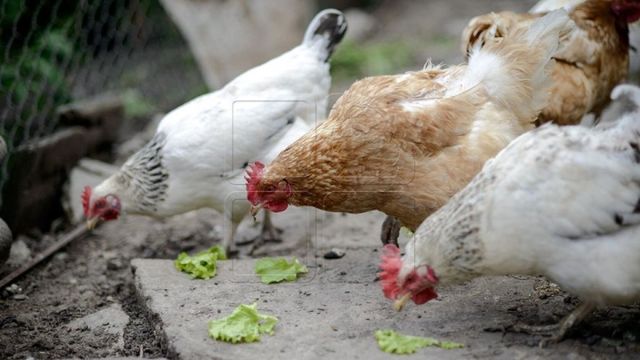 Belarus a interzis importul de carne de pasăre din Ucraina, din cauza unei gripe aviare