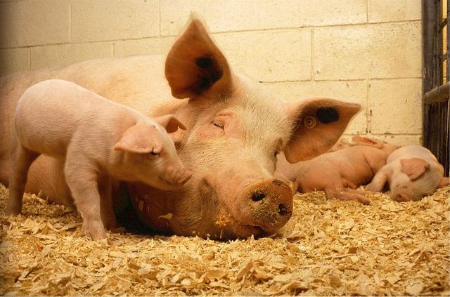 Peste 25.000 de porci vor fi eutanasiați după ce în Brăila au apărut doi noi focare de pestă porcină