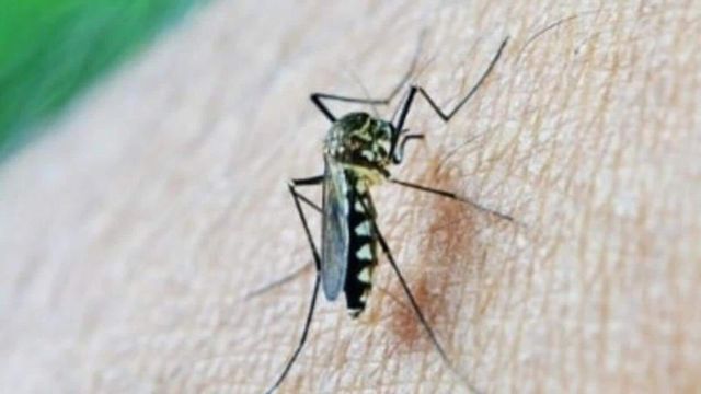 Zika virus detected in mosquitoes in Chikkabalapura, authorities on alert