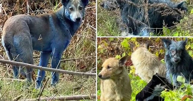 Misterul câinilor cu blană albastră descoperiți în zona interzisă de la Cernobîl. Ce spun specialiștii