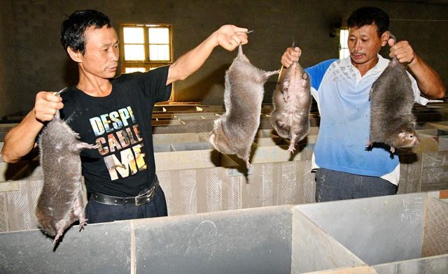 Autoritățile din Wuhan, epicentrul inițial al focarului de coronavirus, au interzis consumul de animale sălbatice