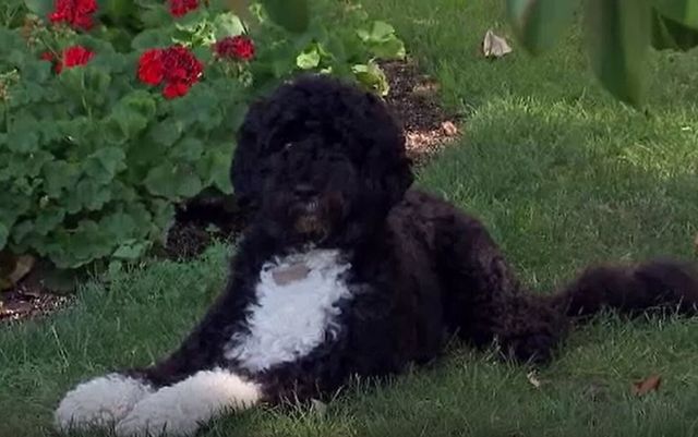 A murit Bo, câinele familiei Obama. Avea 13 ani și fusese adoptat după alegerile din 2008
