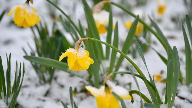 Nem árt a hó a szántóföldi növényeknek