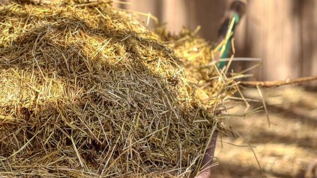 Drama unui copil de 13 ani, vândut de tată să efectueze munci grele la o fermă de animale din Covasna