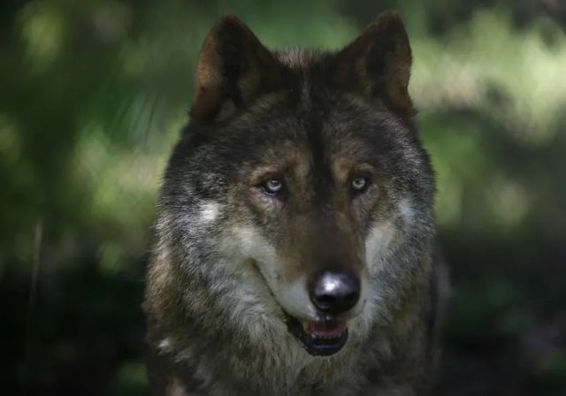 España cuenta con 333 manadas de lobos, un 12% más que hace diez años