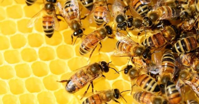 Zece apicultori au primit certificatele pentru producea mierii ecologice