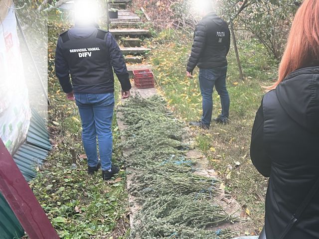14 kilograme de canabis, depistate la domiciliul unui bărbat din Strășeni