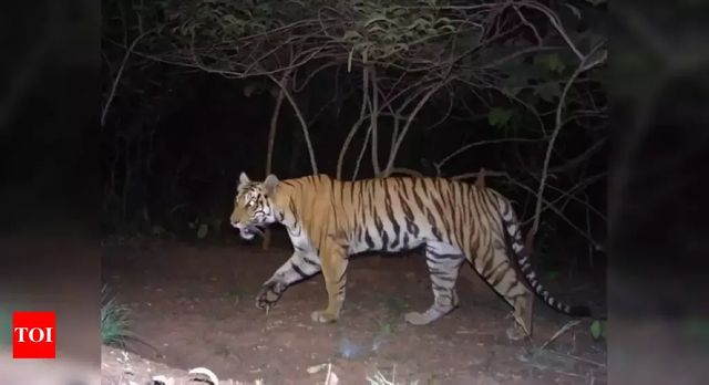 India’s 2018 Tiger Census sets a new Guiness World Record