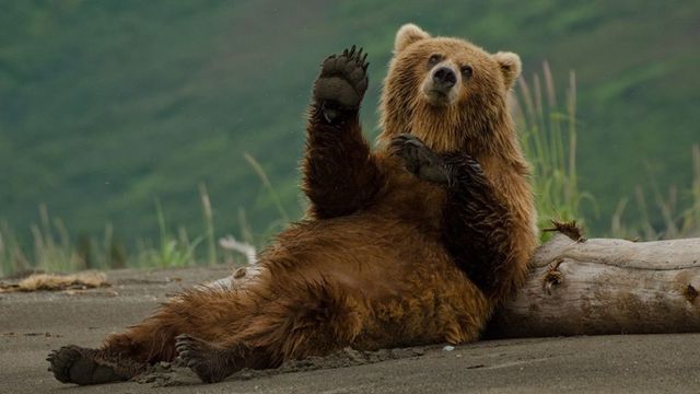 Мечка се разходи по улиците на Ловеч