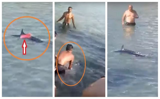 Scene revoltătoare pe o plajă cunoscută din Grecia. Mai mulți turiști au fost filmați în timp ce omorau un pește-spadă cu pietre