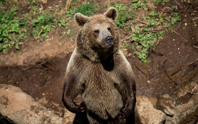 Un urs a stârnit panică în Harghita, după ce a pătruns în gospodării