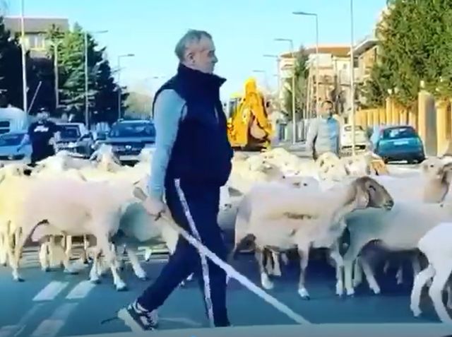 Gigi Becali și-a scos oile pe stradă și a blocat circulația