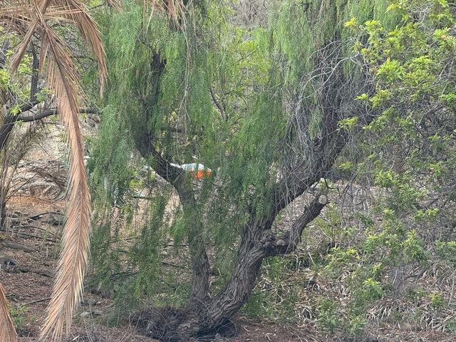 Hallan un cadáver en una cavidad escondida de Las Palmas de Gran Canaria