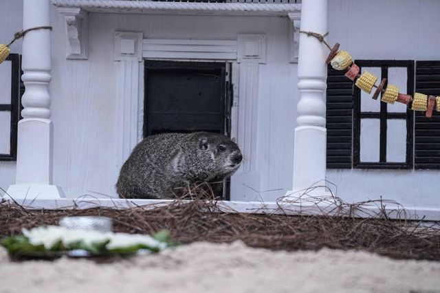 Giorno della marmotta, secondo Phil negli Usa sarà presto primavera