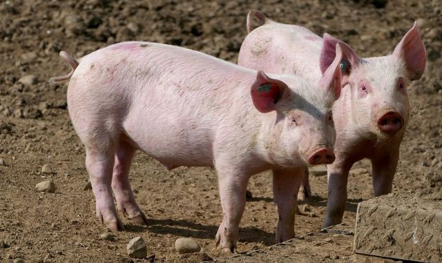 A fost confirmat un caz de pestă porcină în raionul Orhei