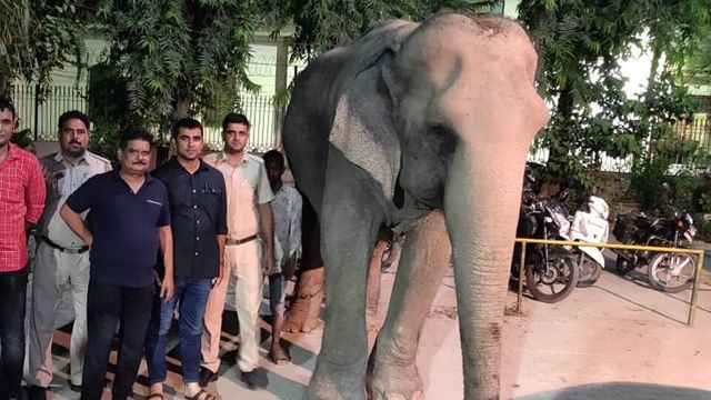 Elephant Laxmi, missing for 2 months after mahout fled with jumbo, found hidden in Delhi