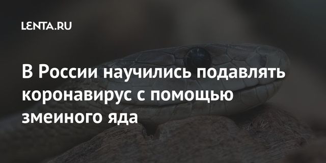 В России научились подавлять коронавирус с помощью змеиного яда