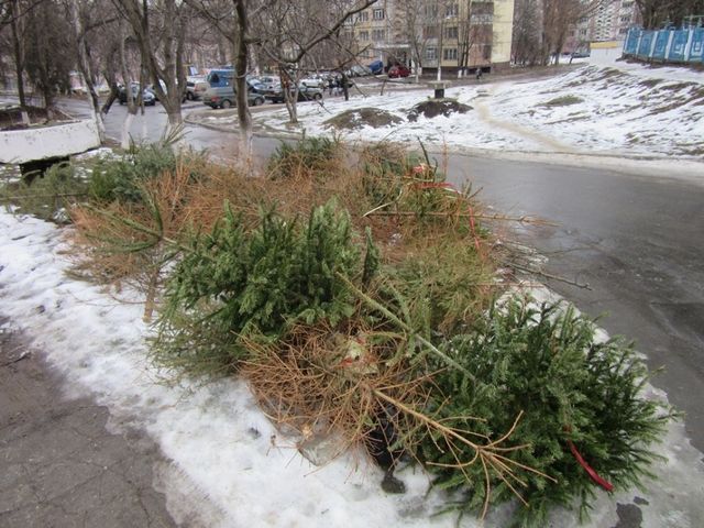 Brazii, utilizați pe perioada sărbătorilor de iarnă, vor fi colectați pentru a fi reciclați