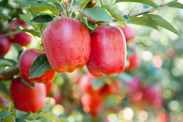 Producătorii și exportatorii de mere examinează noi strategii de export a recoltei din 2023