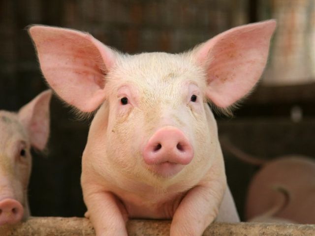 Bulgaria primește aproape trei milioane de euro de la Uniunea Europeană pentru a lupta împotriva epidemiei de pestă porcină africană