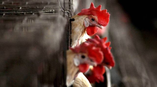53,000 Poultry Birds To Be Culled At Punjab's Mohali Amid Bird Flu Scare