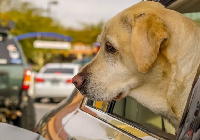 Carreteras peligrosas para mascotas: la Sociedad Canina exige áreas de descanso seguras