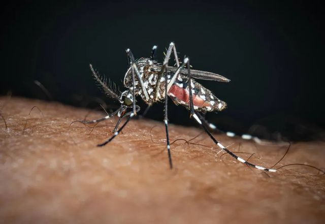 Dengue e chikungunya, in Italia rischi per coste e periferie