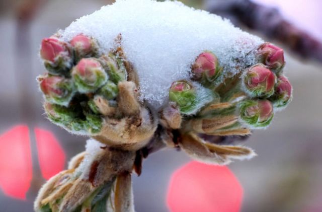 Предупреждение метеорологов: в Молдове ожидаются заморозки