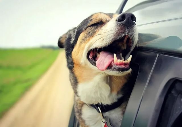 Viajar con animales: cómo llevar a tu mascota durante horas por carretera