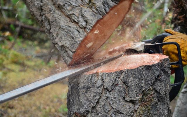 Un bărbat de 44 de ani a murit după ce a fost lovit de un copac tăiat de un coleg de muncă, în Gorj