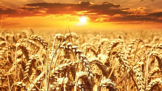 Caniculă extremă în sudul României: temperaturi resimțite de până la 42 de grade Celsius