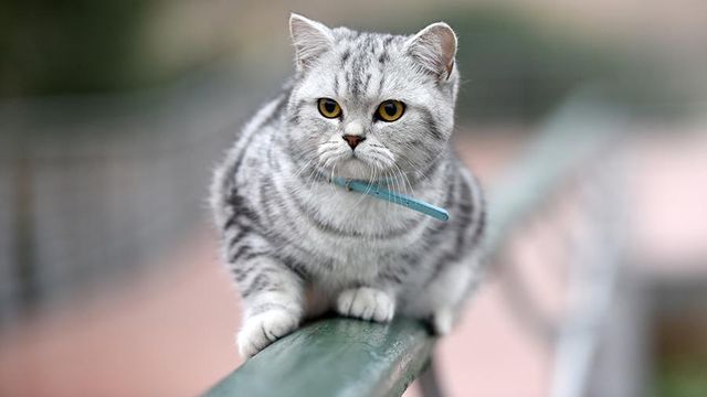 Китайские ветеринары обнаружили коронавирус у 15% кошек в Ухане