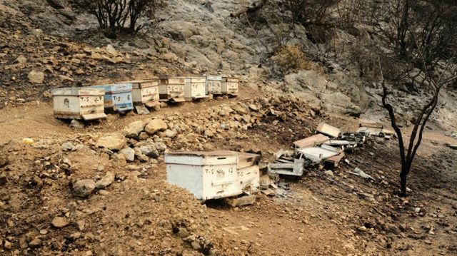 Incendiile din Grecia au un impact devastator asupra albinelor