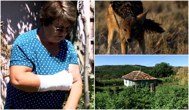Mușcată în propria grădină de un șacal. Avea și rabie